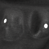 Picture of Fender Liner